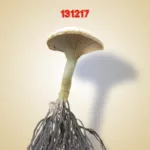 Sex Shop Mushrooms - 131217 13 COVER SINGLE 1 1