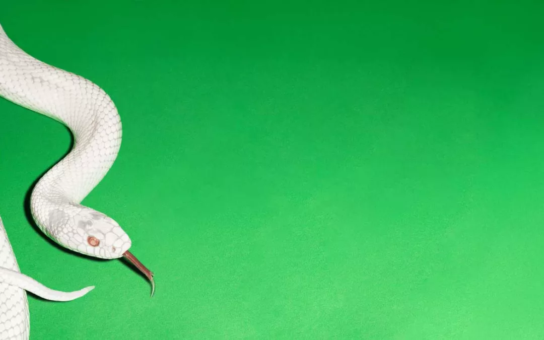 TOP 50 ROCK SOUND 2025 – Les Meilleurs Albums de L&rsquo;année